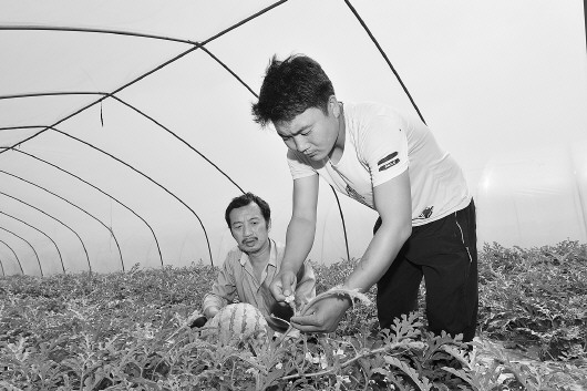 6月1日,扶贫专干陈风波(左)与贫困户支庆拉起今年西瓜收成和家里